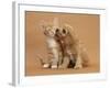 Cavapoo (Cavalier King Charles Spaniel X Poodle) Puppy Licking Ginger Kitten-Mark Taylor-Framed Photographic Print