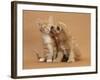 Cavapoo (Cavalier King Charles Spaniel X Poodle) Puppy Licking Ginger Kitten-Mark Taylor-Framed Photographic Print