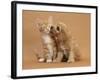 Cavapoo (Cavalier King Charles Spaniel X Poodle) Puppy Licking Ginger Kitten-Mark Taylor-Framed Photographic Print