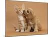 Cavapoo (Cavalier King Charles Spaniel X Poodle) Puppy Licking Ginger Kitten-Mark Taylor-Mounted Photographic Print