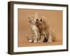 Cavapoo (Cavalier King Charles Spaniel X Poodle) Puppy Licking Ginger Kitten-Mark Taylor-Framed Photographic Print