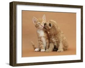 Cavapoo (Cavalier King Charles Spaniel X Poodle) Puppy Licking Ginger Kitten-Mark Taylor-Framed Photographic Print