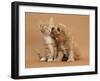 Cavapoo (Cavalier King Charles Spaniel X Poodle) Puppy Licking Ginger Kitten-Mark Taylor-Framed Photographic Print