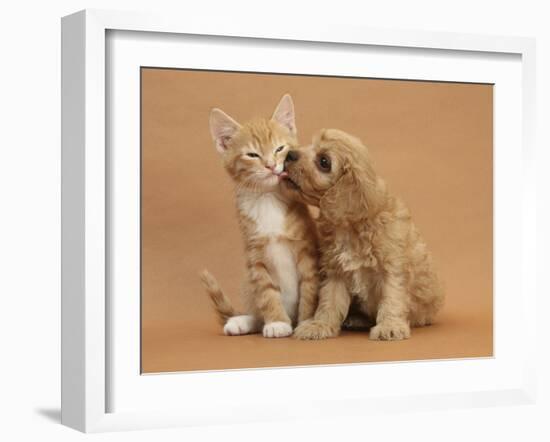 Cavapoo (Cavalier King Charles Spaniel X Poodle) Puppy Licking Ginger Kitten-Mark Taylor-Framed Photographic Print