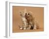 Cavapoo (Cavalier King Charles Spaniel X Poodle) Puppy Licking Ginger Kitten-Mark Taylor-Framed Photographic Print