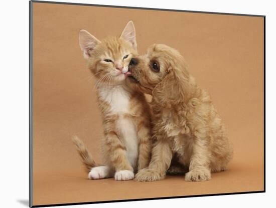 Cavapoo (Cavalier King Charles Spaniel X Poodle) Puppy Licking Ginger Kitten-Mark Taylor-Mounted Photographic Print