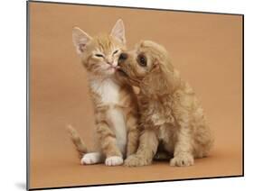 Cavapoo (Cavalier King Charles Spaniel X Poodle) Puppy Licking Ginger Kitten-Mark Taylor-Mounted Photographic Print