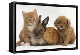 Cavapoo (Cavalier King Charles Spaniel X Poodle) Puppy with Rabbit, Guinea Pig and Ginger Kitten-Mark Taylor-Framed Stretched Canvas