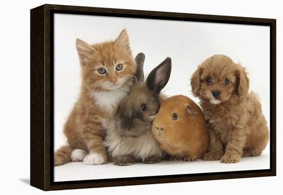 Cavapoo (Cavalier King Charles Spaniel X Poodle) Puppy with Rabbit, Guinea Pig and Ginger Kitten-Mark Taylor-Framed Stretched Canvas
