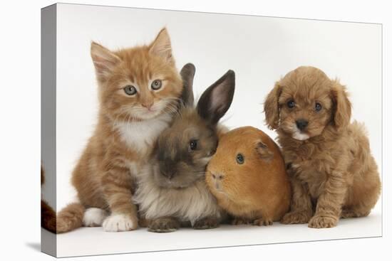Cavapoo (Cavalier King Charles Spaniel X Poodle) Puppy with Rabbit, Guinea Pig and Ginger Kitten-Mark Taylor-Stretched Canvas