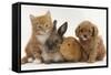 Cavapoo (Cavalier King Charles Spaniel X Poodle) Puppy with Rabbit, Guinea Pig and Ginger Kitten-Mark Taylor-Framed Stretched Canvas