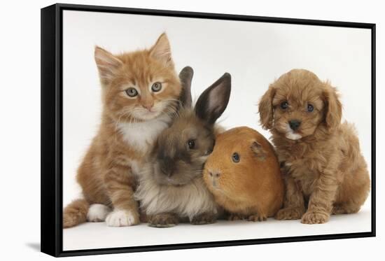 Cavapoo (Cavalier King Charles Spaniel X Poodle) Puppy with Rabbit, Guinea Pig and Ginger Kitten-Mark Taylor-Framed Stretched Canvas