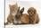 Cavapoo (Cavalier King Charles Spaniel X Poodle) Puppy with Rabbit, Guinea Pig and Ginger Kitten-Mark Taylor-Stretched Canvas