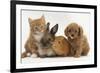 Cavapoo (Cavalier King Charles Spaniel X Poodle) Puppy with Rabbit, Guinea Pig and Ginger Kitten-Mark Taylor-Framed Premium Photographic Print