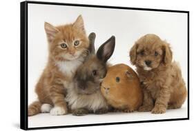 Cavapoo (Cavalier King Charles Spaniel X Poodle) Puppy with Rabbit, Guinea Pig and Ginger Kitten-Mark Taylor-Framed Stretched Canvas