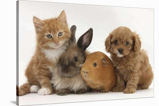 Cavapoo (Cavalier King Charles Spaniel X Poodle) Puppy with Rabbit, Guinea Pig and Ginger Kitten-Mark Taylor-Stretched Canvas