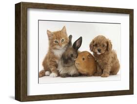 Cavapoo (Cavalier King Charles Spaniel X Poodle) Puppy with Rabbit, Guinea Pig and Ginger Kitten-Mark Taylor-Framed Premium Photographic Print