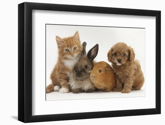 Cavapoo (Cavalier King Charles Spaniel X Poodle) Puppy with Rabbit, Guinea Pig and Ginger Kitten-Mark Taylor-Framed Premium Photographic Print