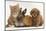 Cavapoo (Cavalier King Charles Spaniel X Poodle) Puppy with Rabbit, Guinea Pig and Ginger Kitten-Mark Taylor-Mounted Premium Photographic Print