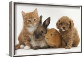 Cavapoo (Cavalier King Charles Spaniel X Poodle) Puppy with Rabbit, Guinea Pig and Ginger Kitten-Mark Taylor-Framed Photographic Print