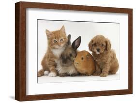 Cavapoo (Cavalier King Charles Spaniel X Poodle) Puppy with Rabbit, Guinea Pig and Ginger Kitten-Mark Taylor-Framed Photographic Print