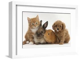 Cavapoo (Cavalier King Charles Spaniel X Poodle) Puppy with Rabbit, Guinea Pig and Ginger Kitten-Mark Taylor-Framed Photographic Print