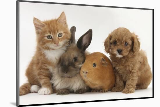 Cavapoo (Cavalier King Charles Spaniel X Poodle) Puppy with Rabbit, Guinea Pig and Ginger Kitten-Mark Taylor-Mounted Photographic Print