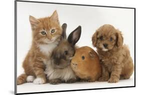 Cavapoo (Cavalier King Charles Spaniel X Poodle) Puppy with Rabbit, Guinea Pig and Ginger Kitten-Mark Taylor-Mounted Photographic Print