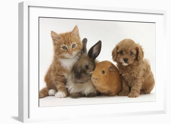 Cavapoo (Cavalier King Charles Spaniel X Poodle) Puppy with Rabbit, Guinea Pig and Ginger Kitten-Mark Taylor-Framed Photographic Print