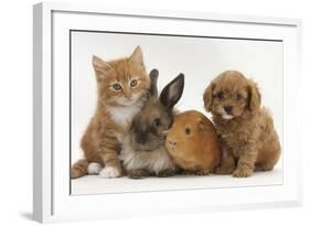 Cavapoo (Cavalier King Charles Spaniel X Poodle) Puppy with Rabbit, Guinea Pig and Ginger Kitten-Mark Taylor-Framed Photographic Print