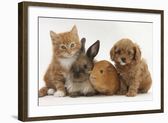 Cavapoo (Cavalier King Charles Spaniel X Poodle) Puppy with Rabbit, Guinea Pig and Ginger Kitten-Mark Taylor-Framed Photographic Print