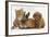 Cavapoo (Cavalier King Charles Spaniel X Poodle) Puppy with Rabbit, Guinea Pig and Ginger Kitten-Mark Taylor-Framed Photographic Print