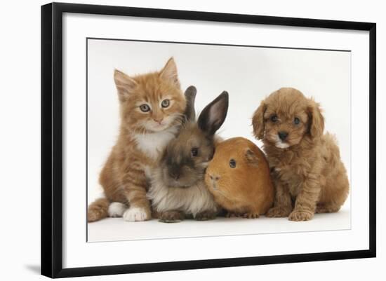 Cavapoo (Cavalier King Charles Spaniel X Poodle) Puppy with Rabbit, Guinea Pig and Ginger Kitten-Mark Taylor-Framed Photographic Print