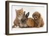 Cavapoo (Cavalier King Charles Spaniel X Poodle) Puppy with Rabbit, Guinea Pig and Ginger Kitten-Mark Taylor-Framed Photographic Print