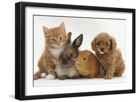 Cavapoo (Cavalier King Charles Spaniel X Poodle) Puppy with Rabbit, Guinea Pig and Ginger Kitten-Mark Taylor-Framed Photographic Print