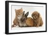 Cavapoo (Cavalier King Charles Spaniel X Poodle) Puppy with Rabbit, Guinea Pig and Ginger Kitten-Mark Taylor-Framed Photographic Print