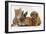 Cavapoo (Cavalier King Charles Spaniel X Poodle) Puppy with Rabbit, Guinea Pig and Ginger Kitten-Mark Taylor-Framed Photographic Print