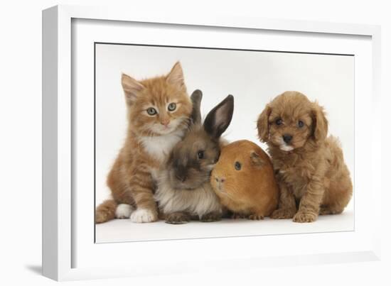 Cavapoo (Cavalier King Charles Spaniel X Poodle) Puppy with Rabbit, Guinea Pig and Ginger Kitten-Mark Taylor-Framed Photographic Print