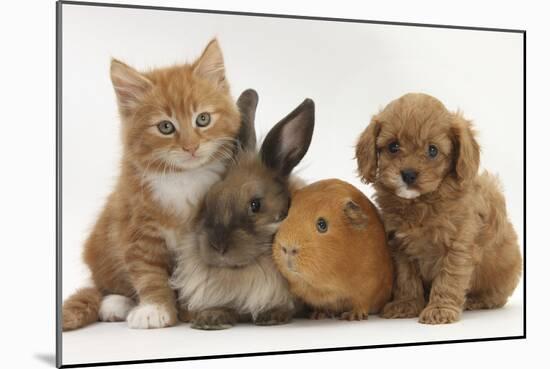 Cavapoo (Cavalier King Charles Spaniel X Poodle) Puppy with Rabbit, Guinea Pig and Ginger Kitten-Mark Taylor-Mounted Photographic Print