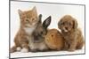 Cavapoo (Cavalier King Charles Spaniel X Poodle) Puppy with Rabbit, Guinea Pig and Ginger Kitten-Mark Taylor-Mounted Photographic Print