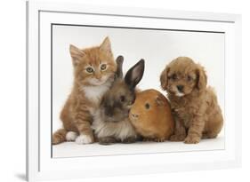 Cavapoo (Cavalier King Charles Spaniel X Poodle) Puppy with Rabbit, Guinea Pig and Ginger Kitten-Mark Taylor-Framed Photographic Print