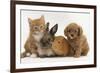 Cavapoo (Cavalier King Charles Spaniel X Poodle) Puppy with Rabbit, Guinea Pig and Ginger Kitten-Mark Taylor-Framed Photographic Print