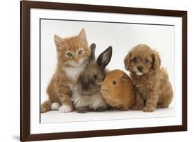 Cavapoo (Cavalier King Charles Spaniel X Poodle) Puppy with Rabbit, Guinea Pig and Ginger Kitten-Mark Taylor-Framed Photographic Print