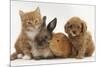 Cavapoo (Cavalier King Charles Spaniel X Poodle) Puppy with Rabbit, Guinea Pig and Ginger Kitten-Mark Taylor-Mounted Photographic Print