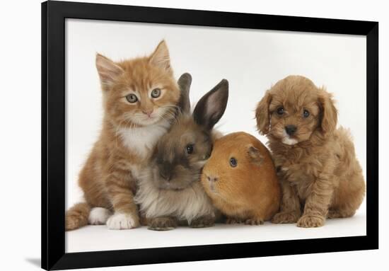 Cavapoo (Cavalier King Charles Spaniel X Poodle) Puppy with Rabbit, Guinea Pig and Ginger Kitten-Mark Taylor-Framed Photographic Print