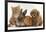 Cavapoo (Cavalier King Charles Spaniel X Poodle) Puppy with Rabbit, Guinea Pig and Ginger Kitten-Mark Taylor-Framed Photographic Print