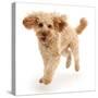 Cavapoo dog, Monty, 10 months, running.-Mark Taylor-Stretched Canvas