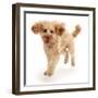 Cavapoo dog, Monty, 10 months, running.-Mark Taylor-Framed Photographic Print