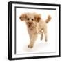 Cavapoo dog, Monty, 10 months, running.-Mark Taylor-Framed Photographic Print