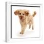 Cavapoo dog, Monty, 10 months, running.-Mark Taylor-Framed Photographic Print